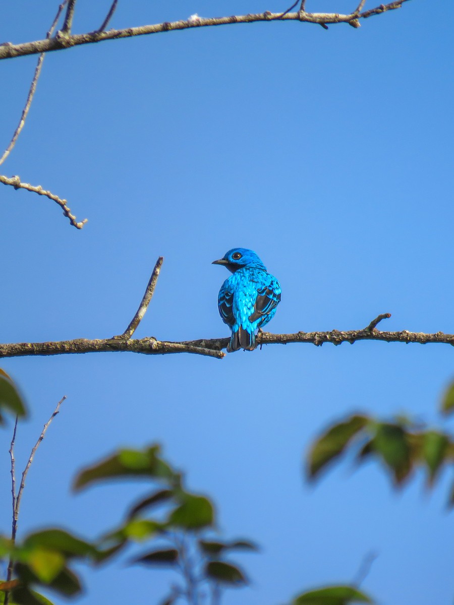 Cotinga Azul - ML622351951