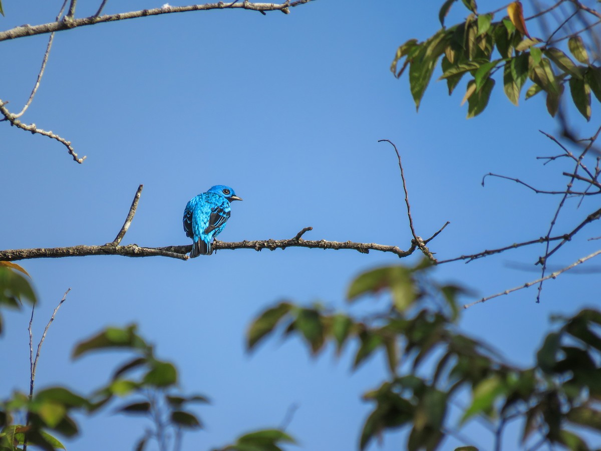 Cotinga Azul - ML622351952