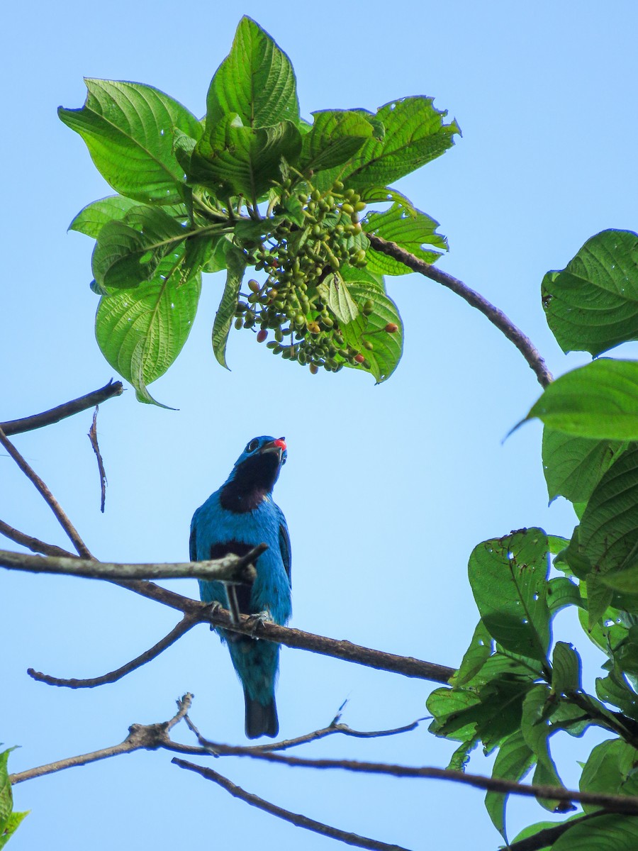 Cotinga Azul - ML622351953