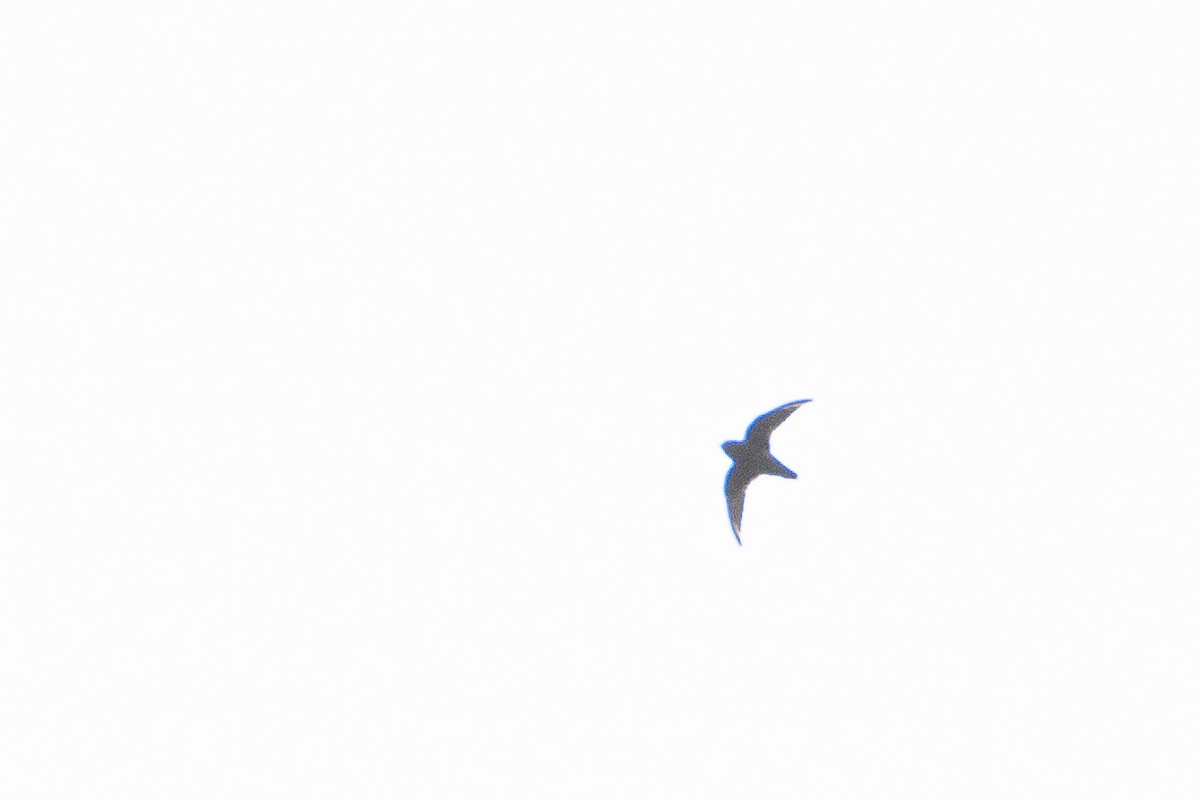 Spot-fronted Swift - ML622351955