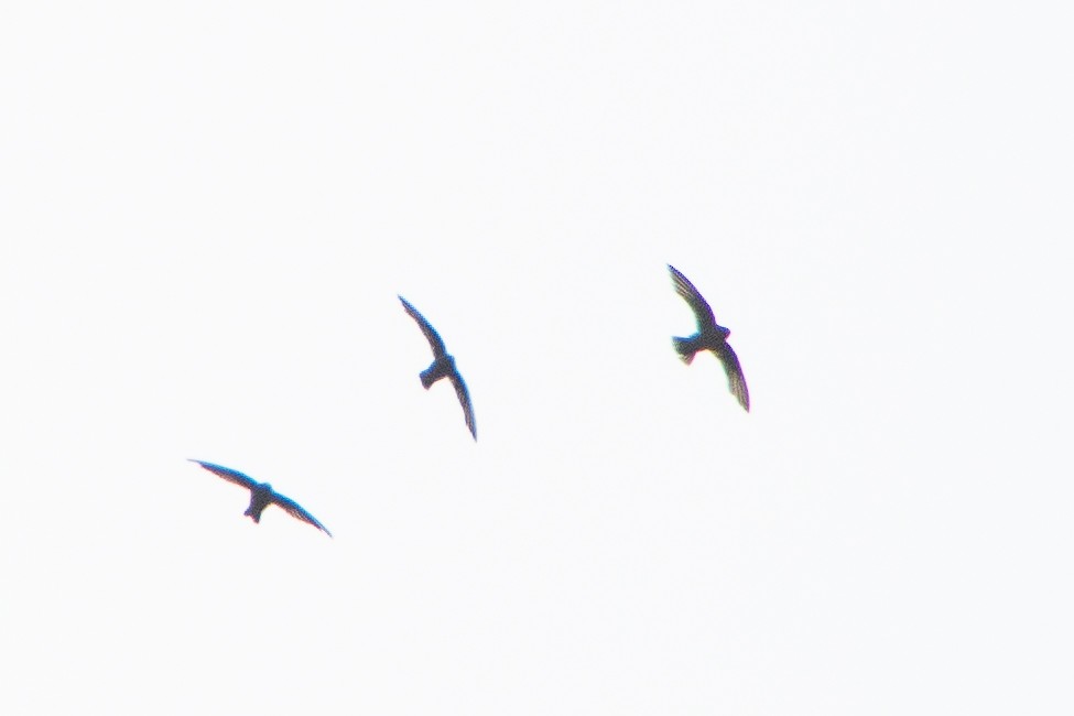 Spot-fronted Swift - ML622351957