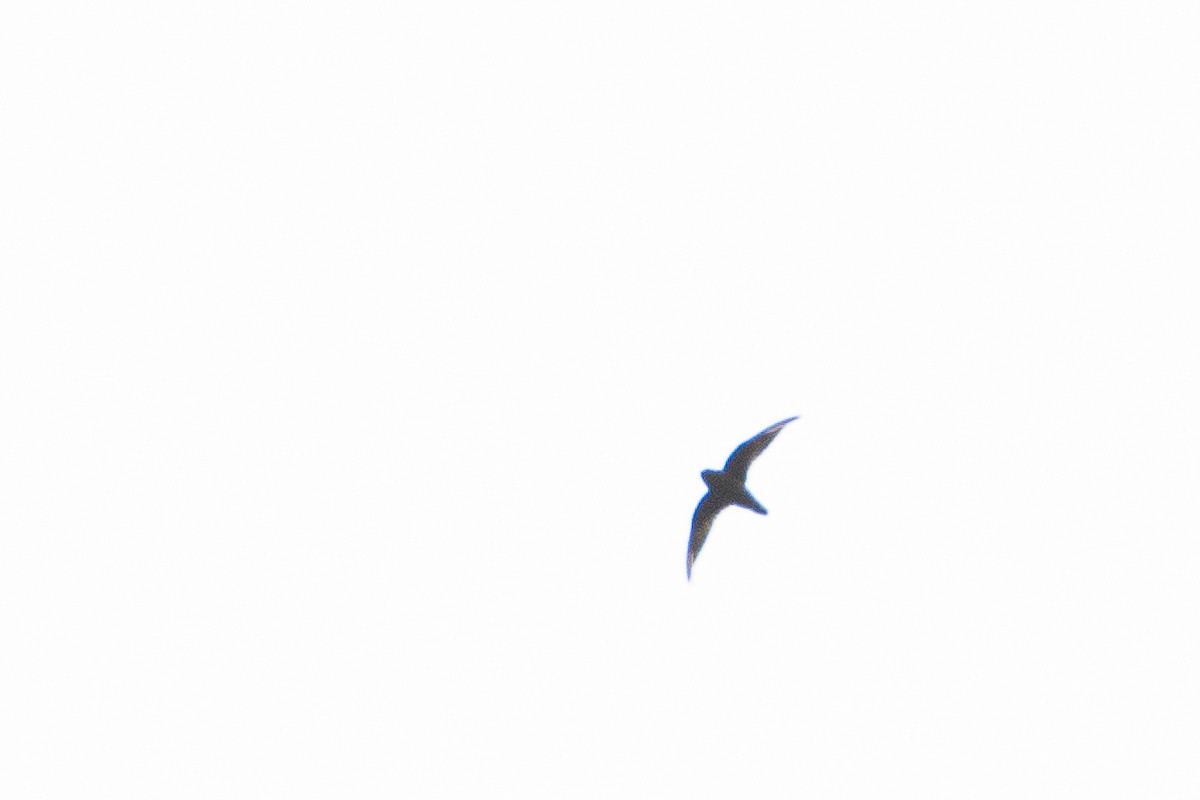 Spot-fronted Swift - ML622351958