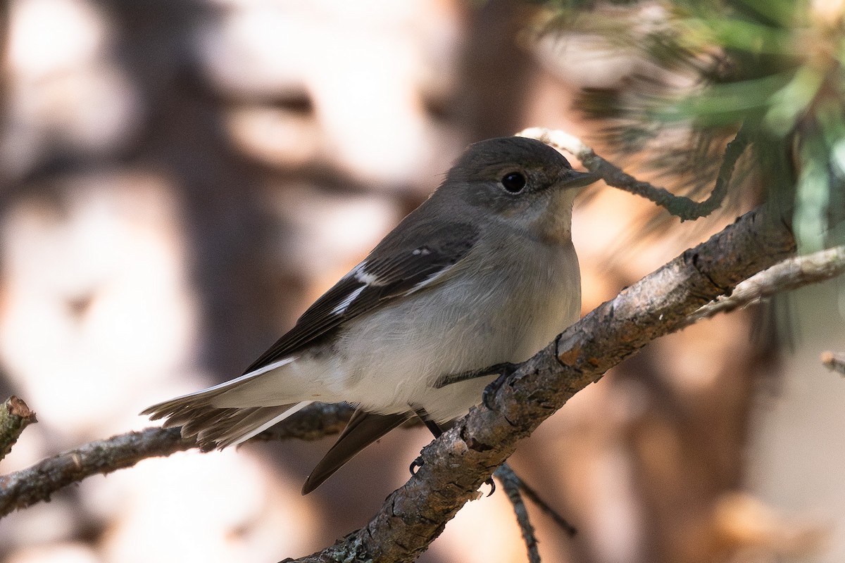 Collared Flycatcher - ML622351976