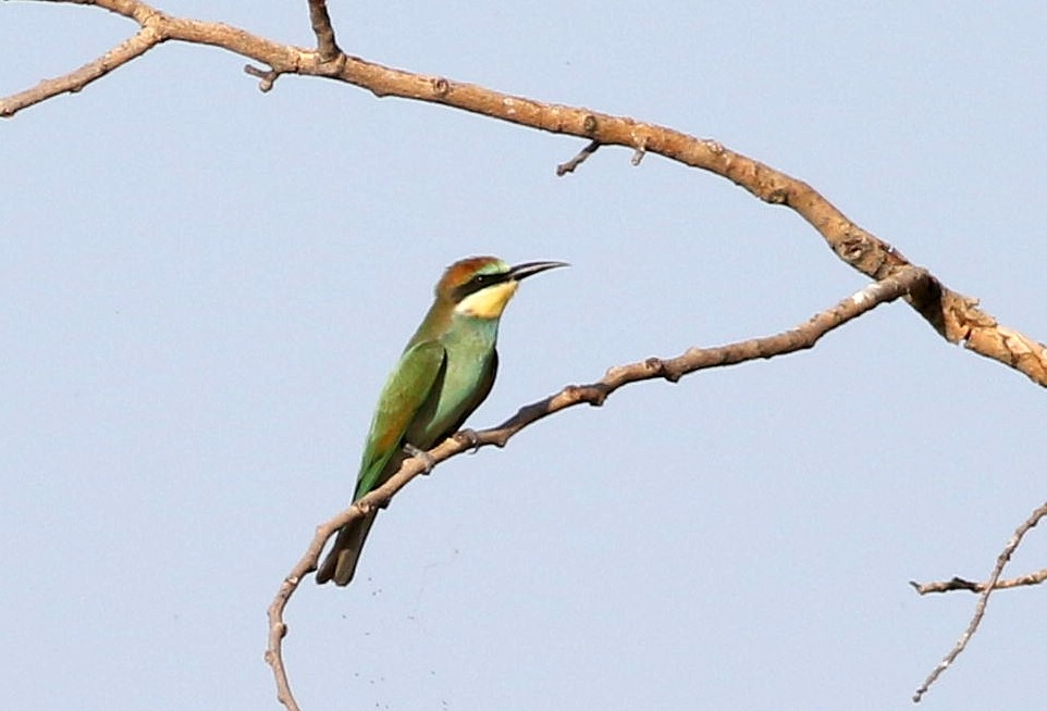 European Bee-eater - ML622351987