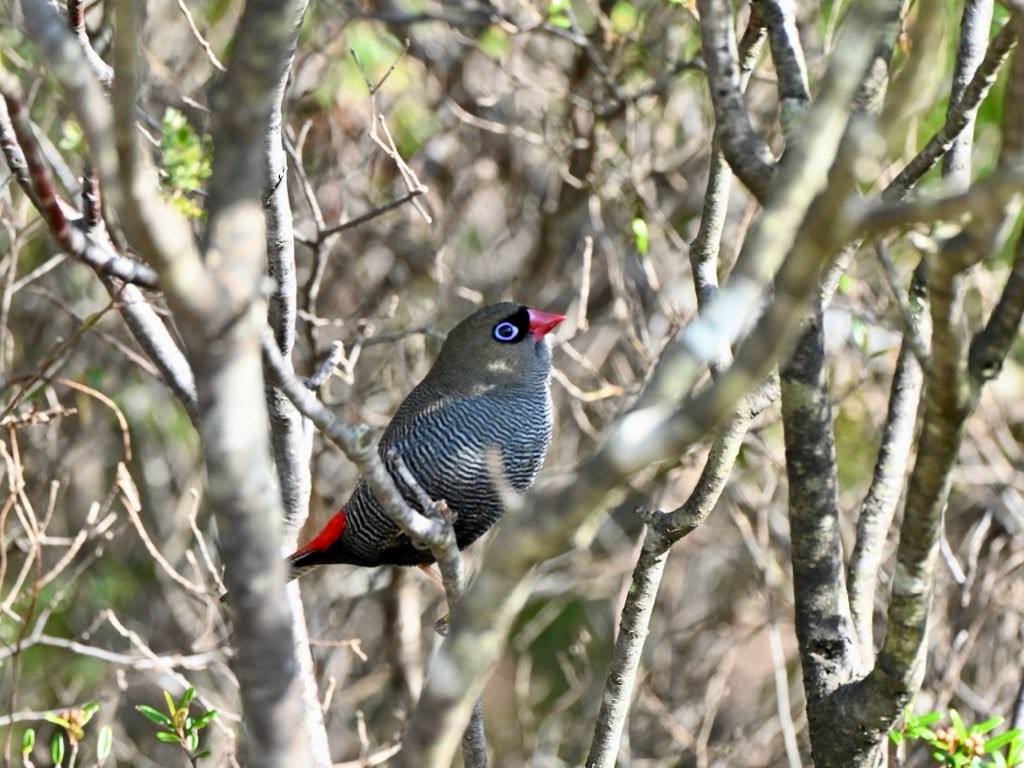 Beautiful Firetail - ML622351996