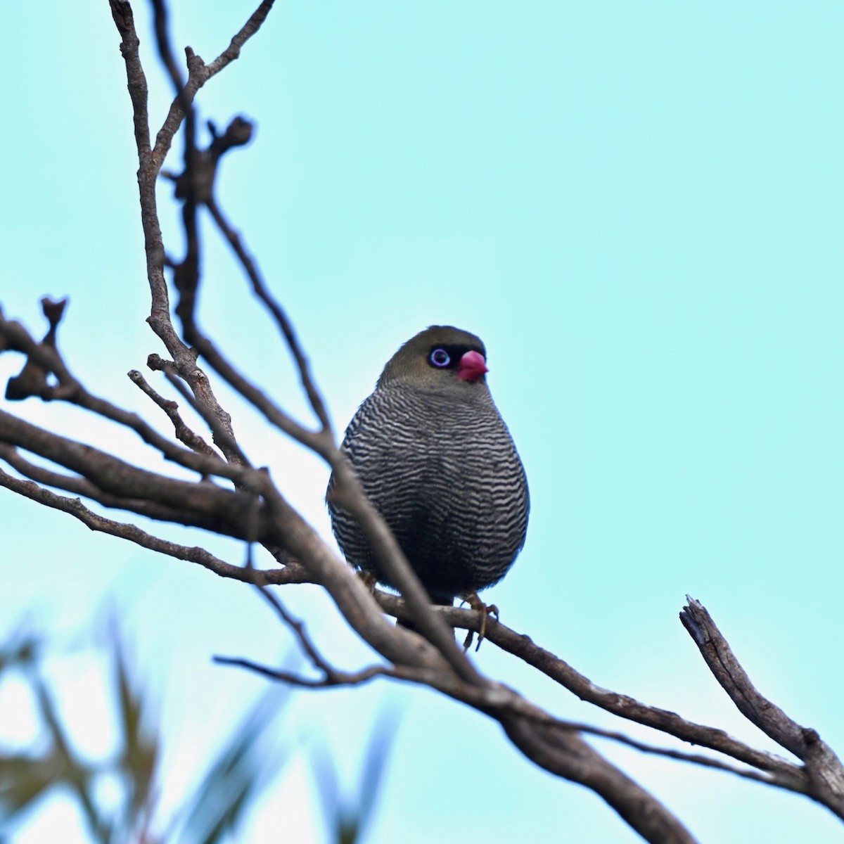 Beautiful Firetail - ML622351997