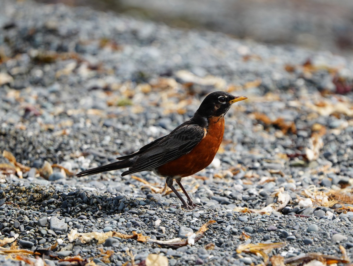 American Robin - ML622352117