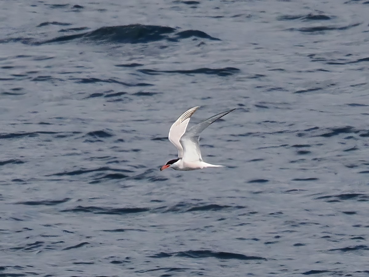 Common Tern - ML622352160