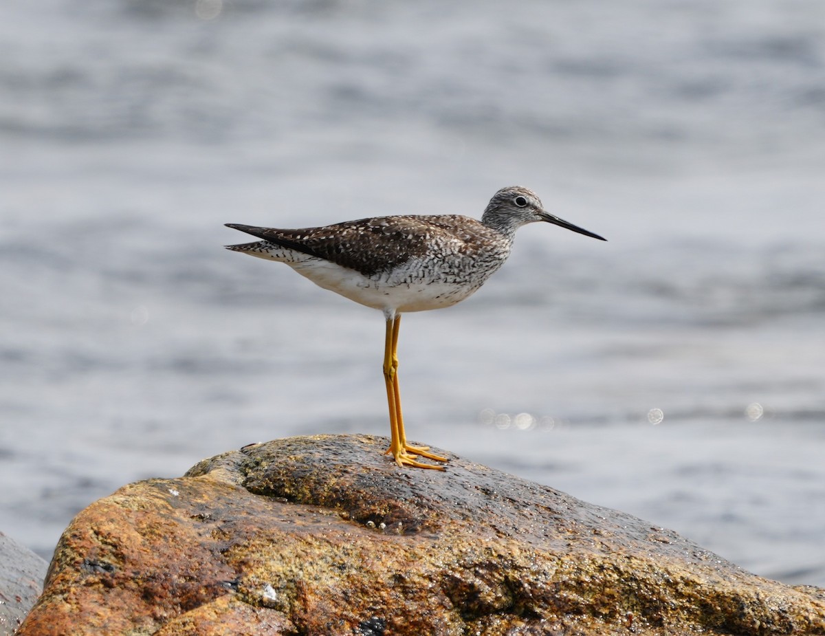 Greater Yellowlegs - ML622352205