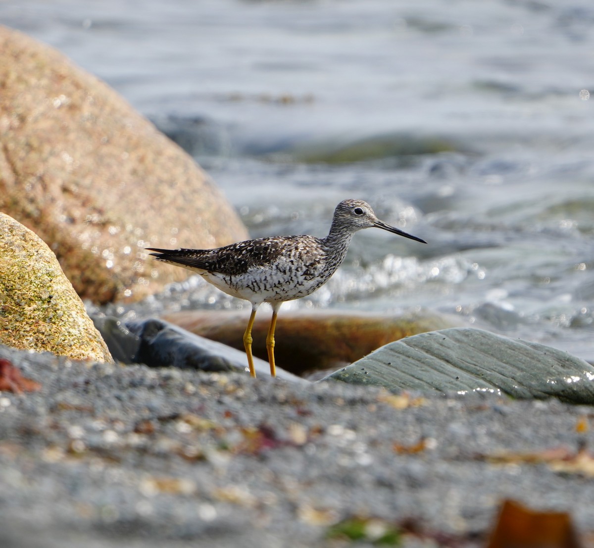 Greater Yellowlegs - ML622352206