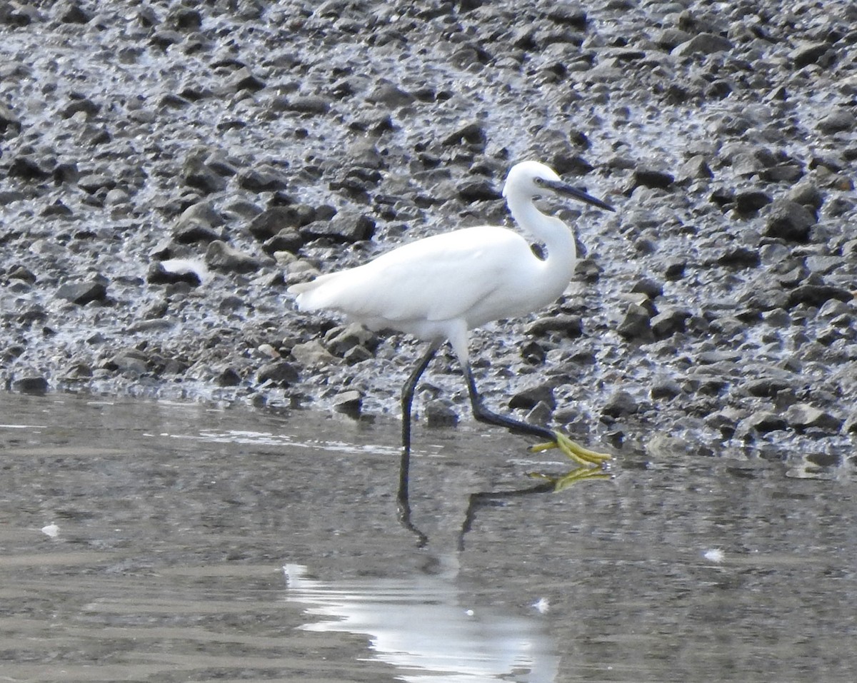 Little Egret - ML622352306