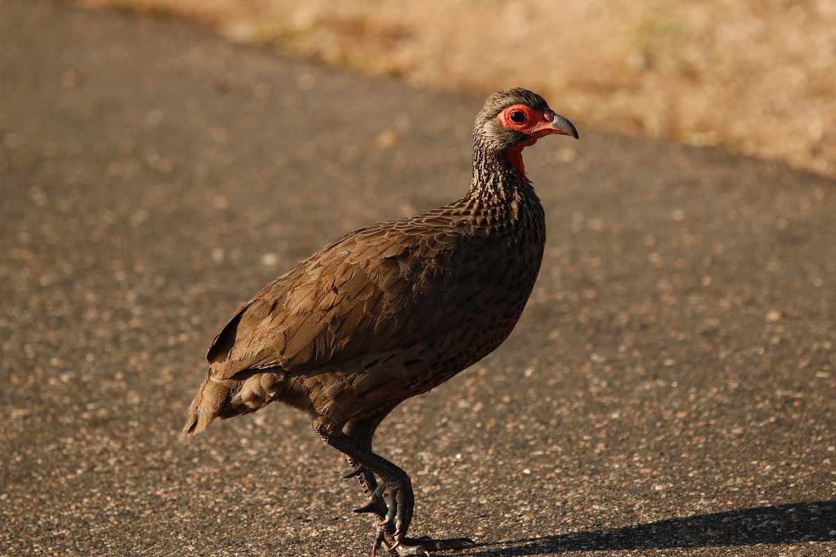 Swainson's Spurfowl - ML622352426