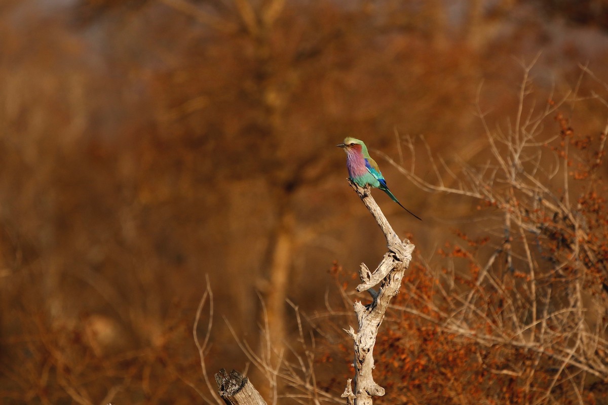 Lilac-breasted Roller - ML622352438