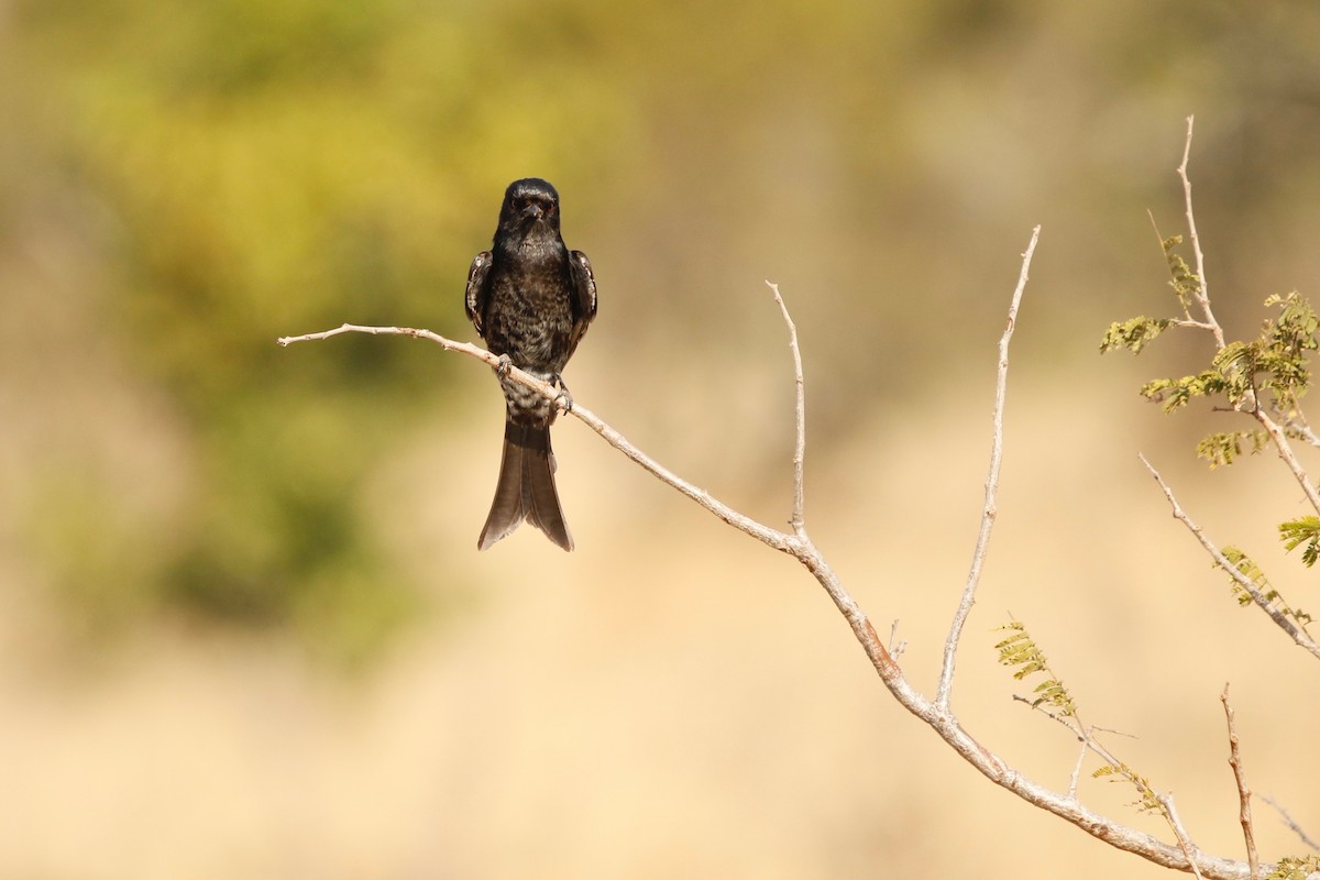 Fork-tailed Drongo - ML622352445