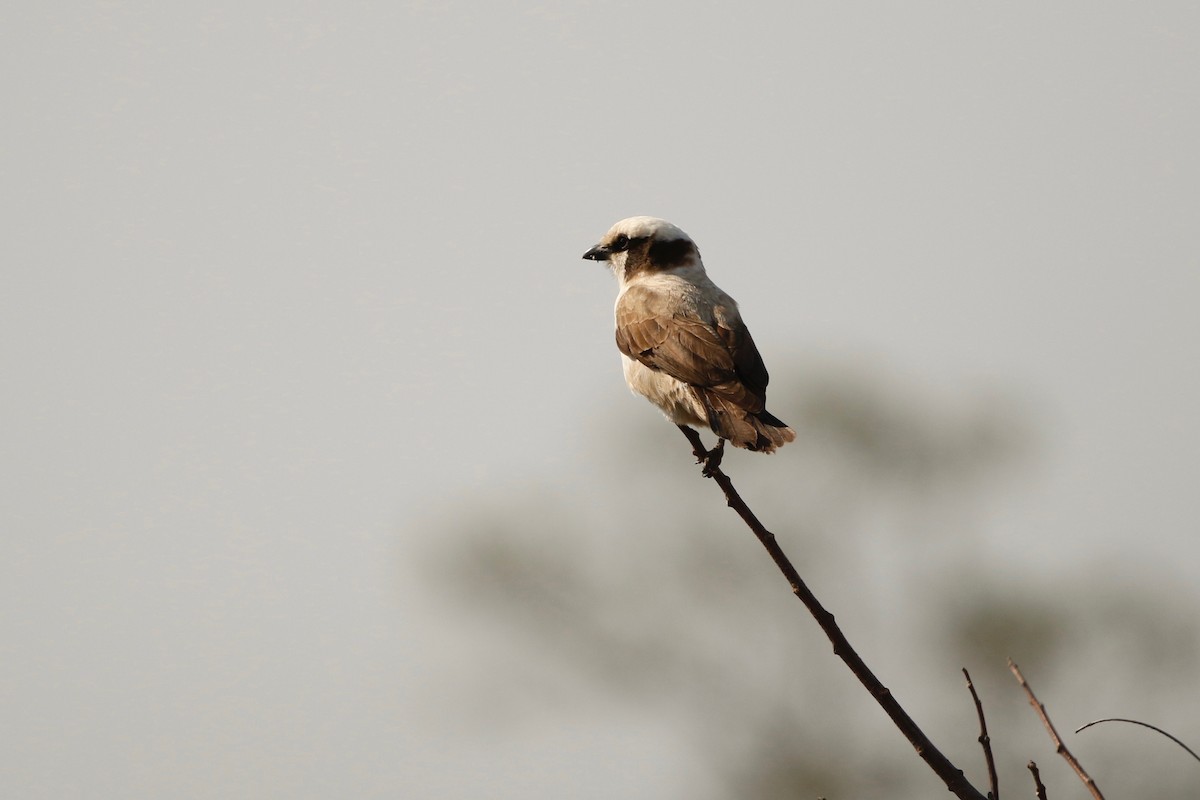 White-crowned Shrike - Maxence Pajot