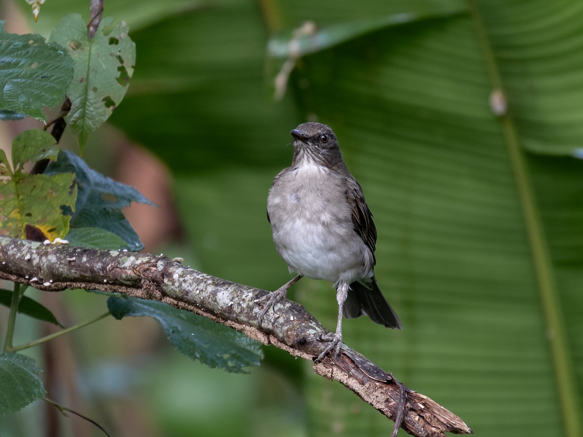 Black-billed Thrush (Amazonian) - ML622352461