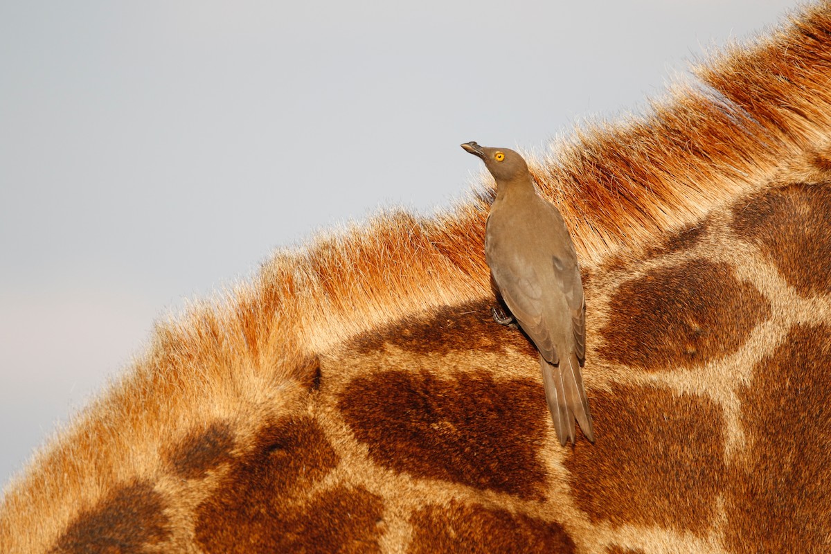 Red-billed Oxpecker - ML622352462