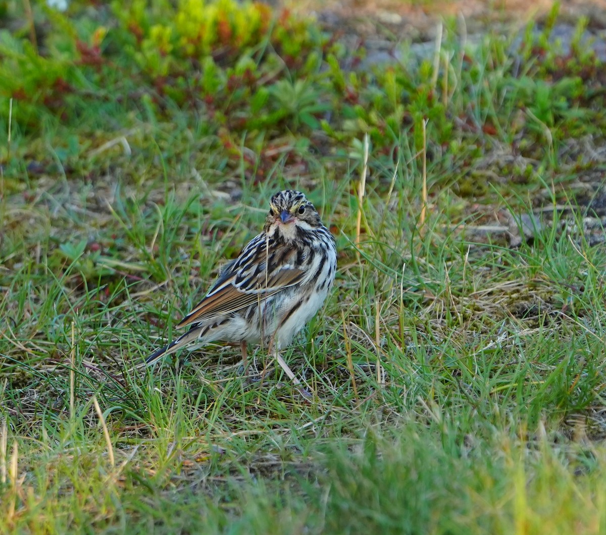 Savannah Sparrow - ML622352612