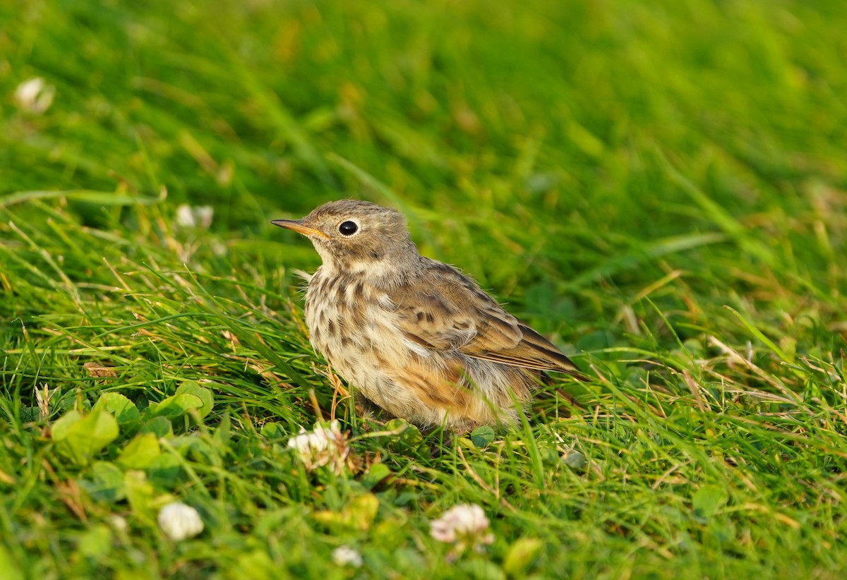 American Pipit - ML622352616