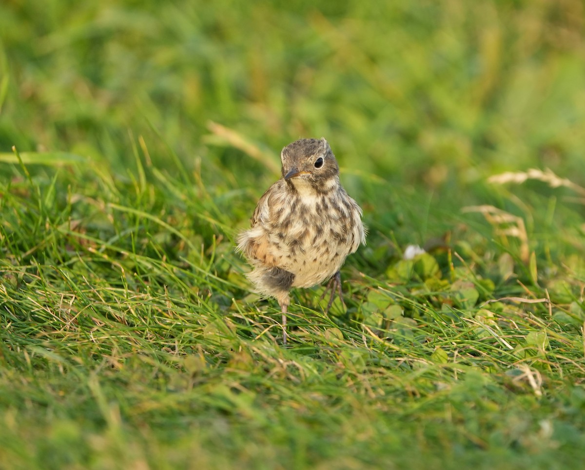 American Pipit - ML622352617