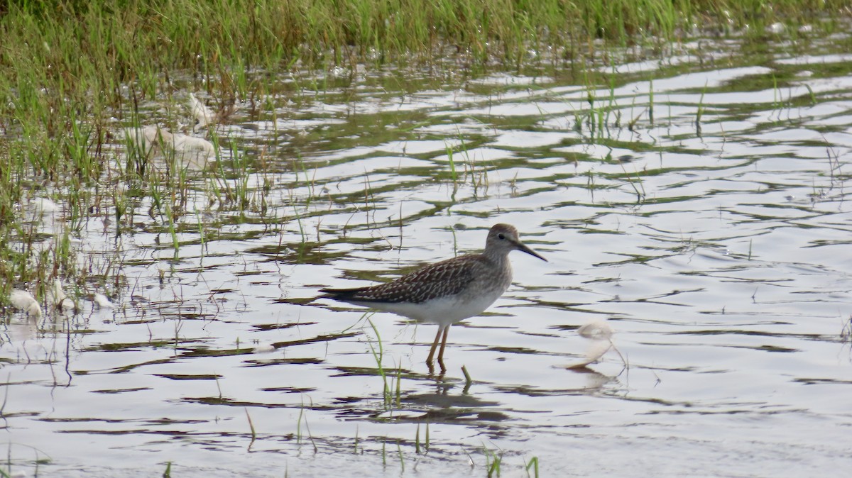 Lesser Yellowlegs - ML622352682