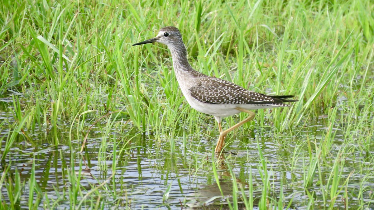 Lesser Yellowlegs - ML622352686