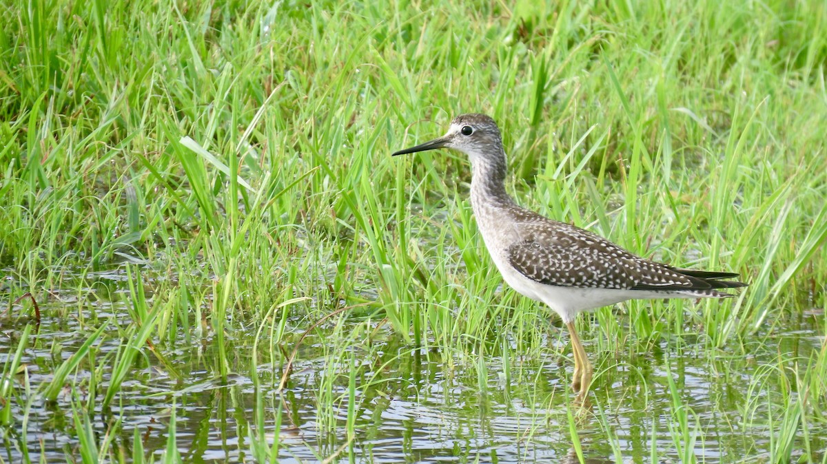 Lesser Yellowlegs - ML622352695