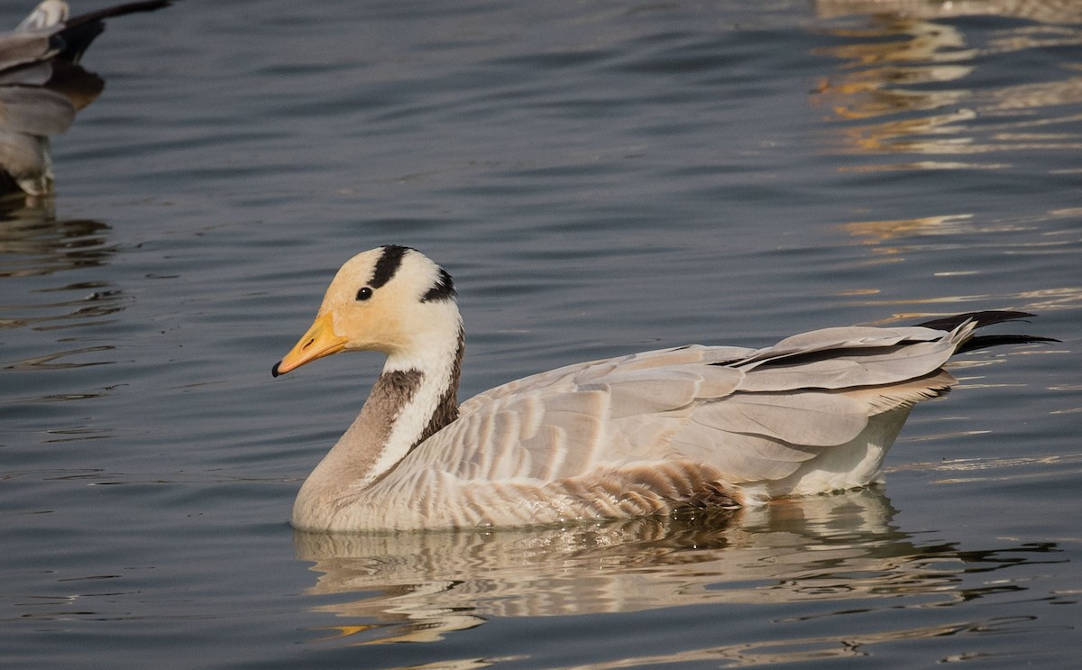 Bar-headed Goose - ML622352777