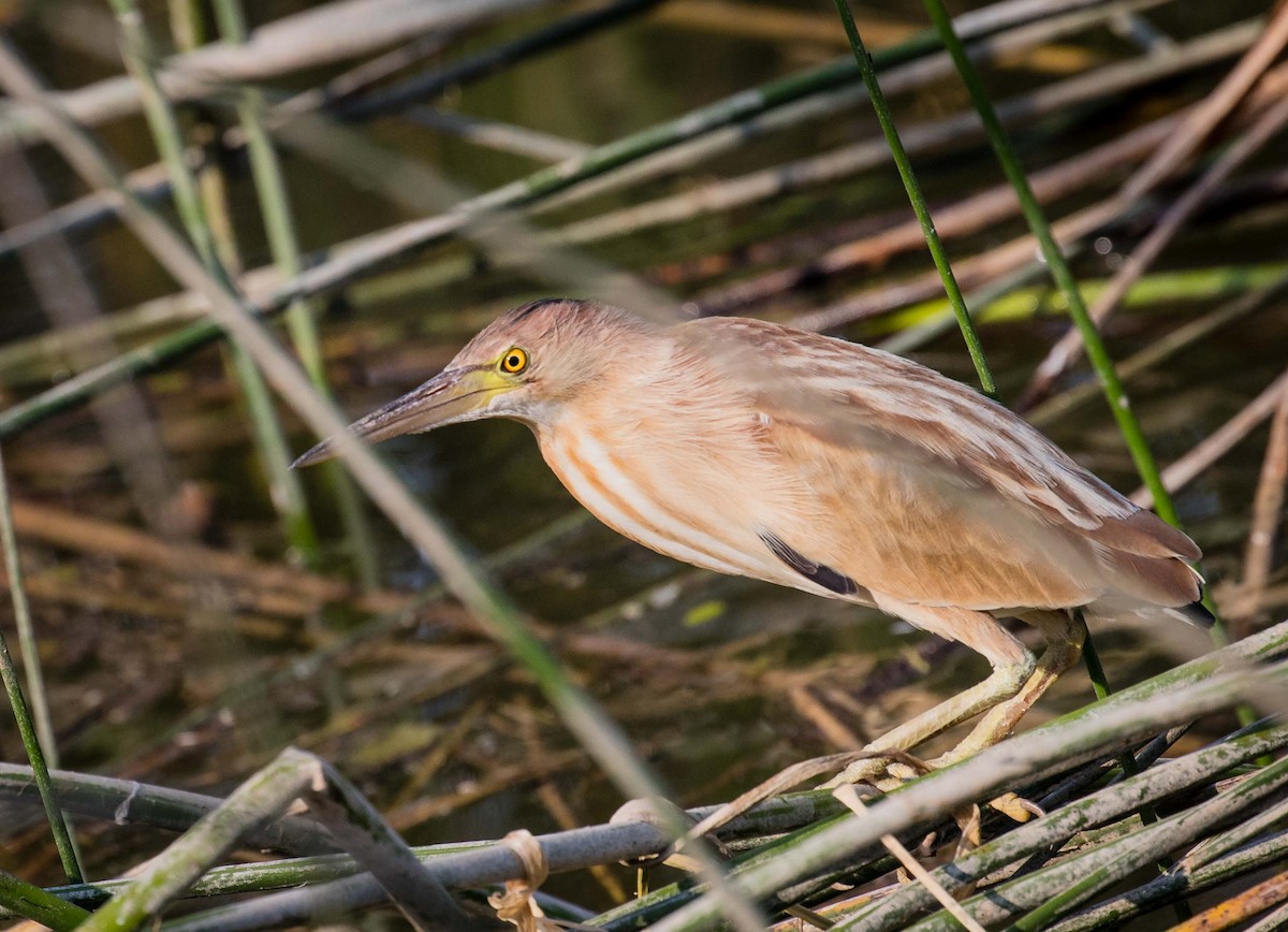 Yellow Bittern - ML622352780