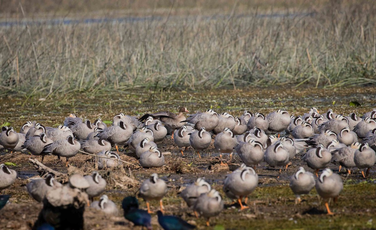 Greater White-fronted Goose - ML622352784