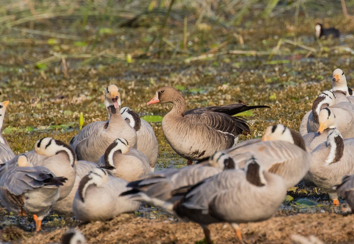 Greater White-fronted Goose - ML622352790