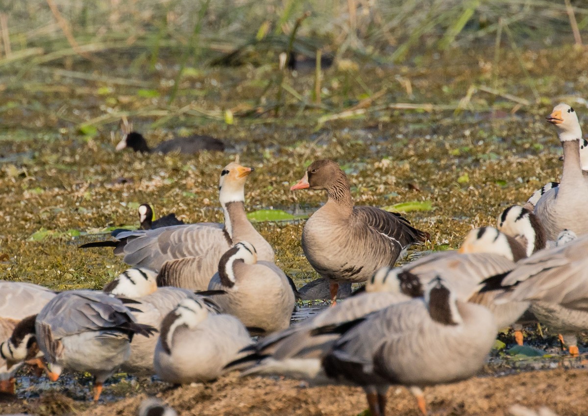 Greater White-fronted Goose - ML622352791