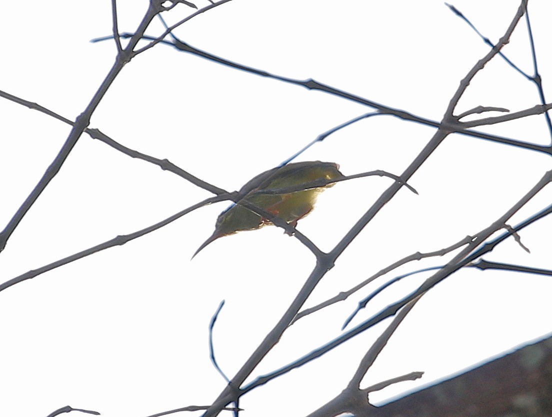 Spectacled Spiderhunter - ML622352830