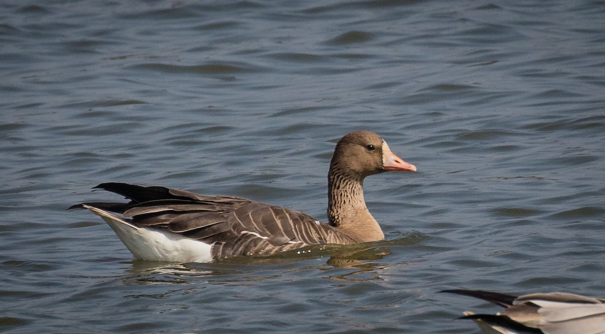 Greater White-fronted Goose - Thomas Job