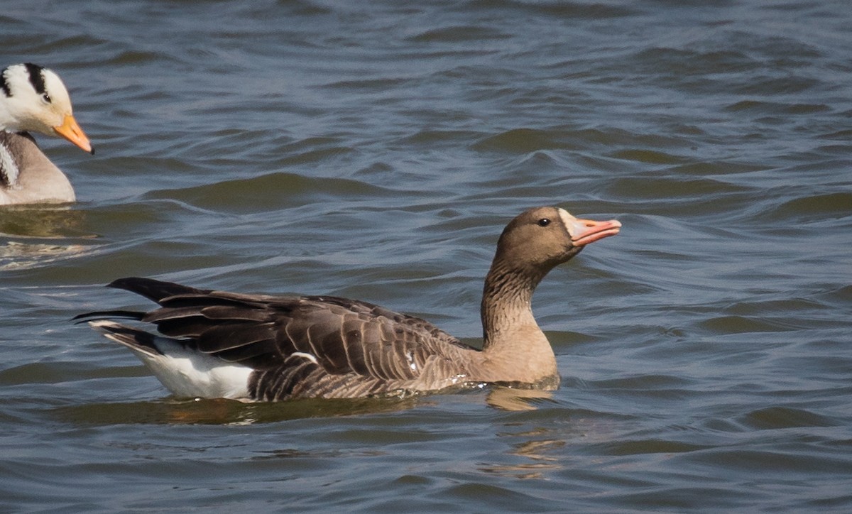 Greater White-fronted Goose - ML622352832