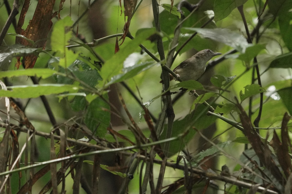 Abbott's Babbler - ML622352851