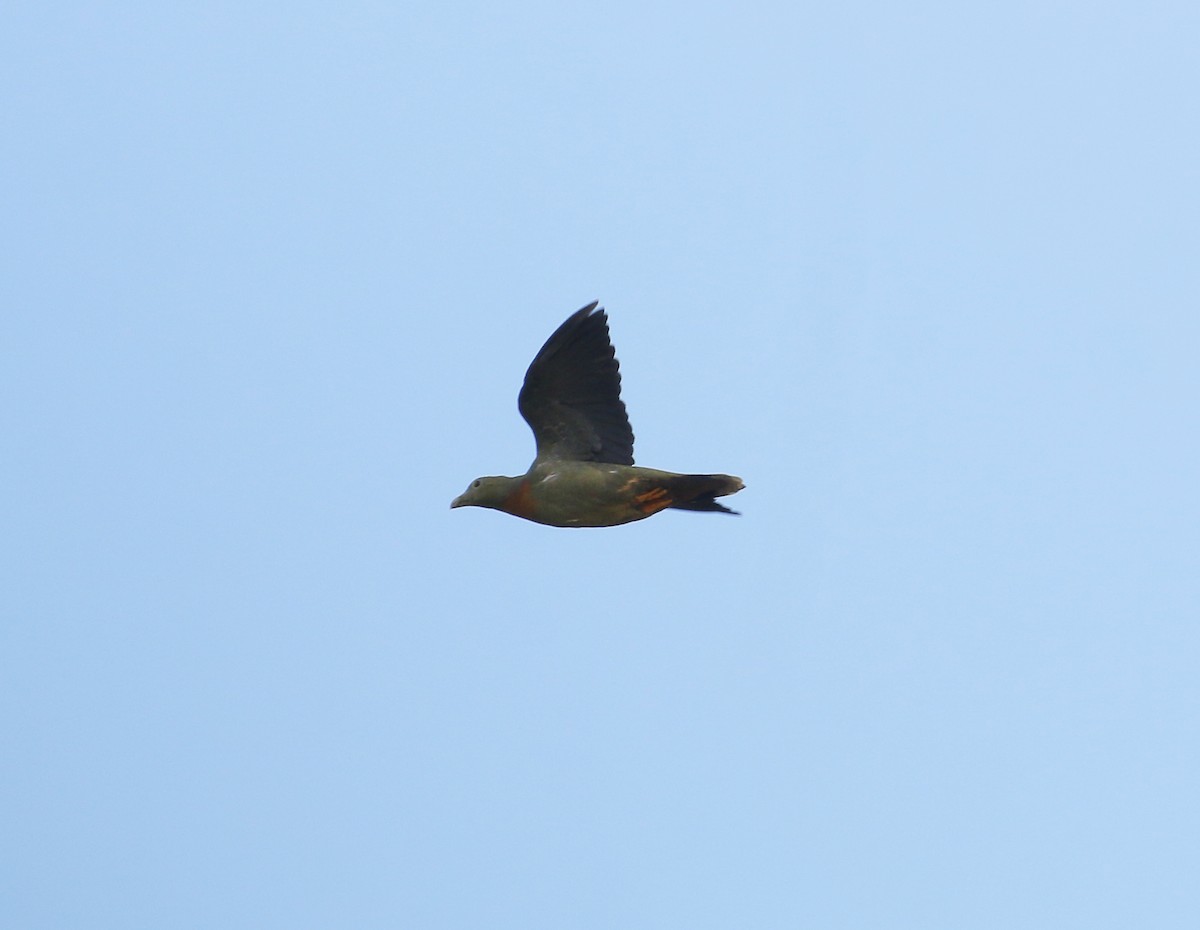 Large Green-Pigeon - ML622352887