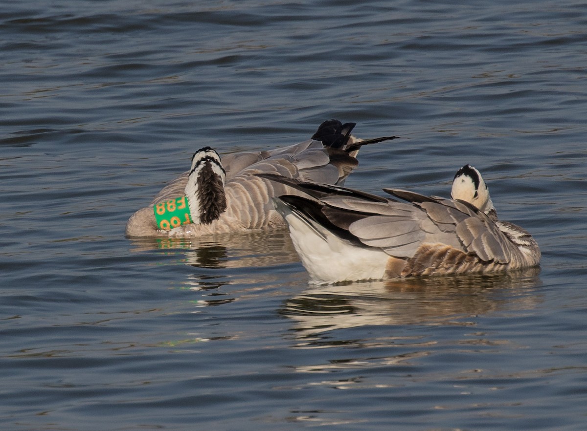 Bar-headed Goose - ML622352889