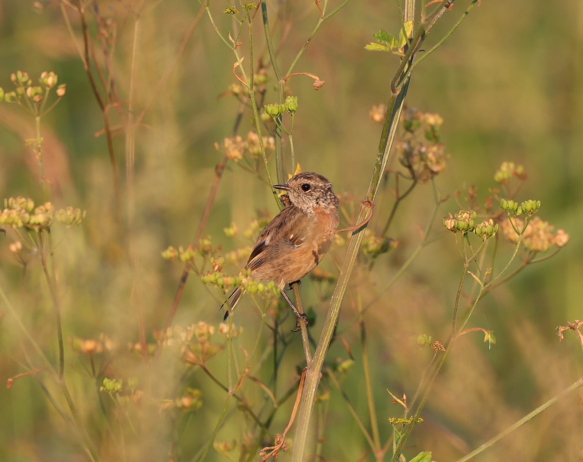 Whinchat - Damjan Tomic