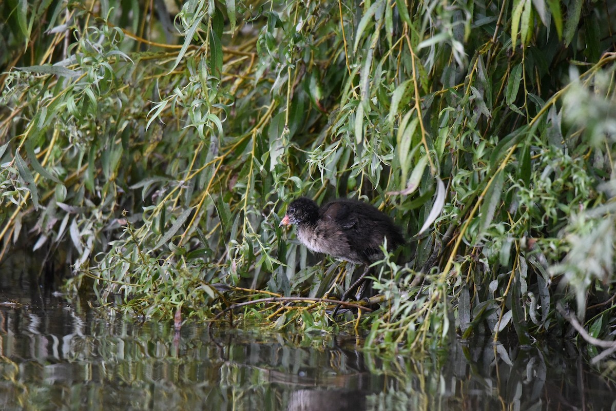 Eurasian Moorhen - ML622352914