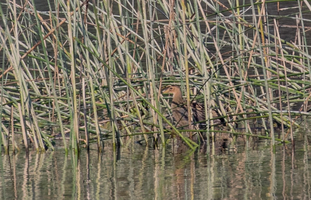 Watercock - ML622352927