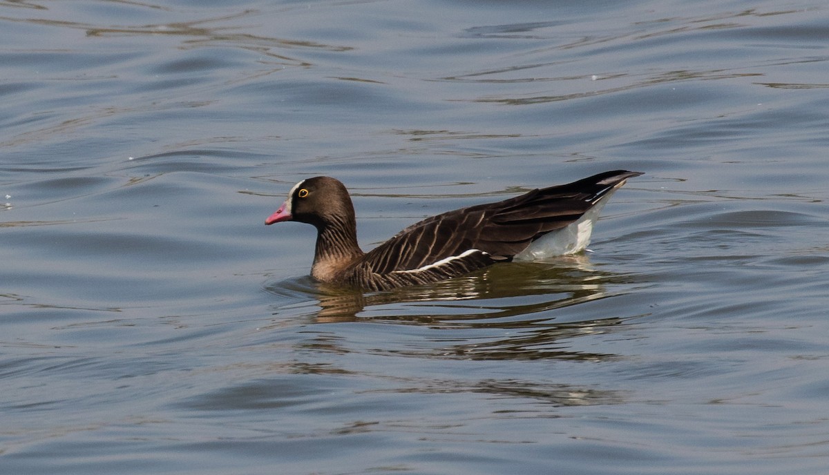 Lesser White-fronted Goose - ML622352934