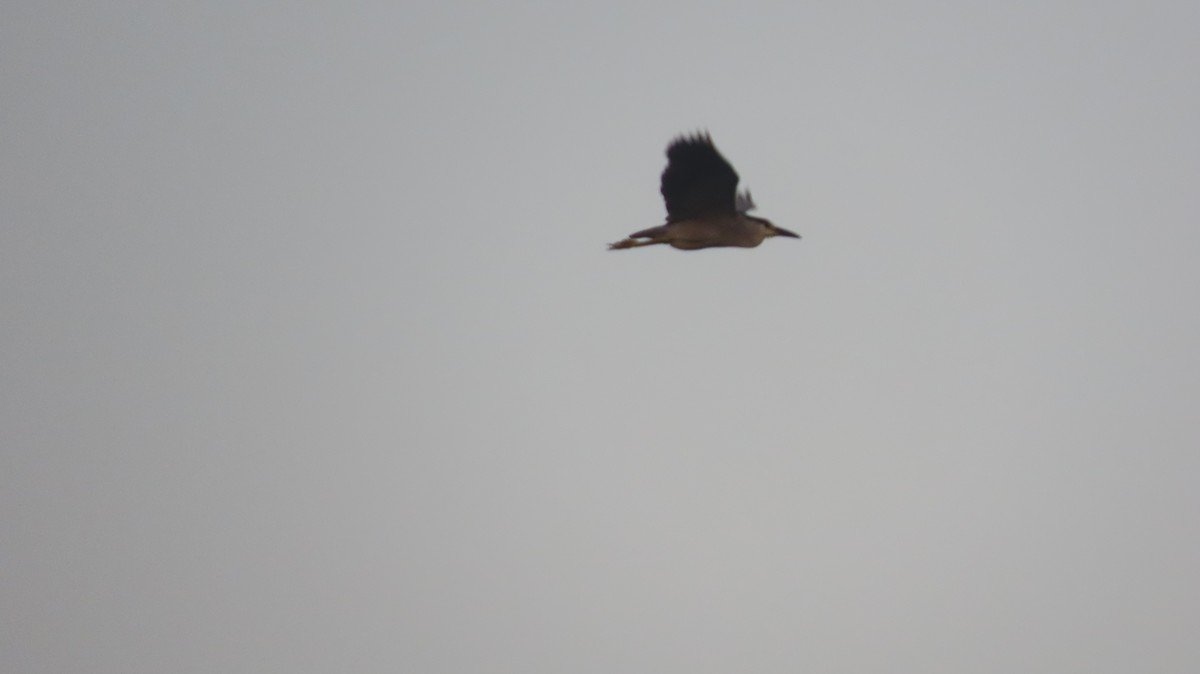 Black-crowned Night Heron - ML622352935