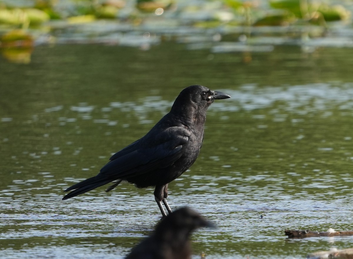 American Crow - ML622352939