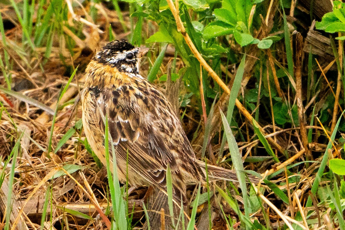 Smith's Longspur - Matt Hoberg