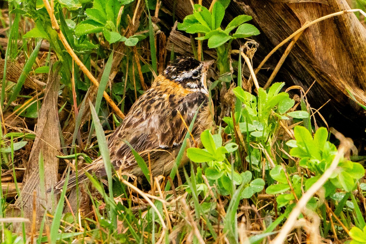 Smith's Longspur - Matt Hoberg