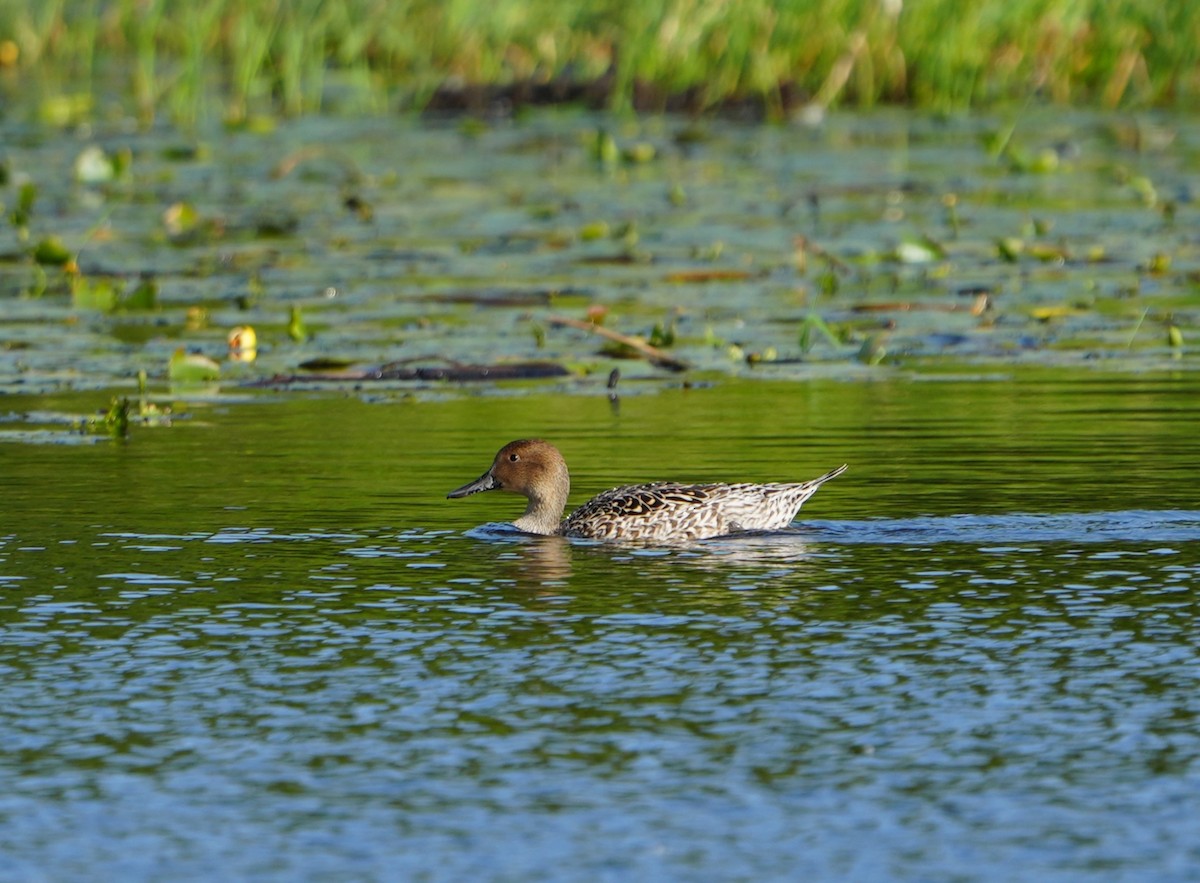 Northern Pintail - ML622352959