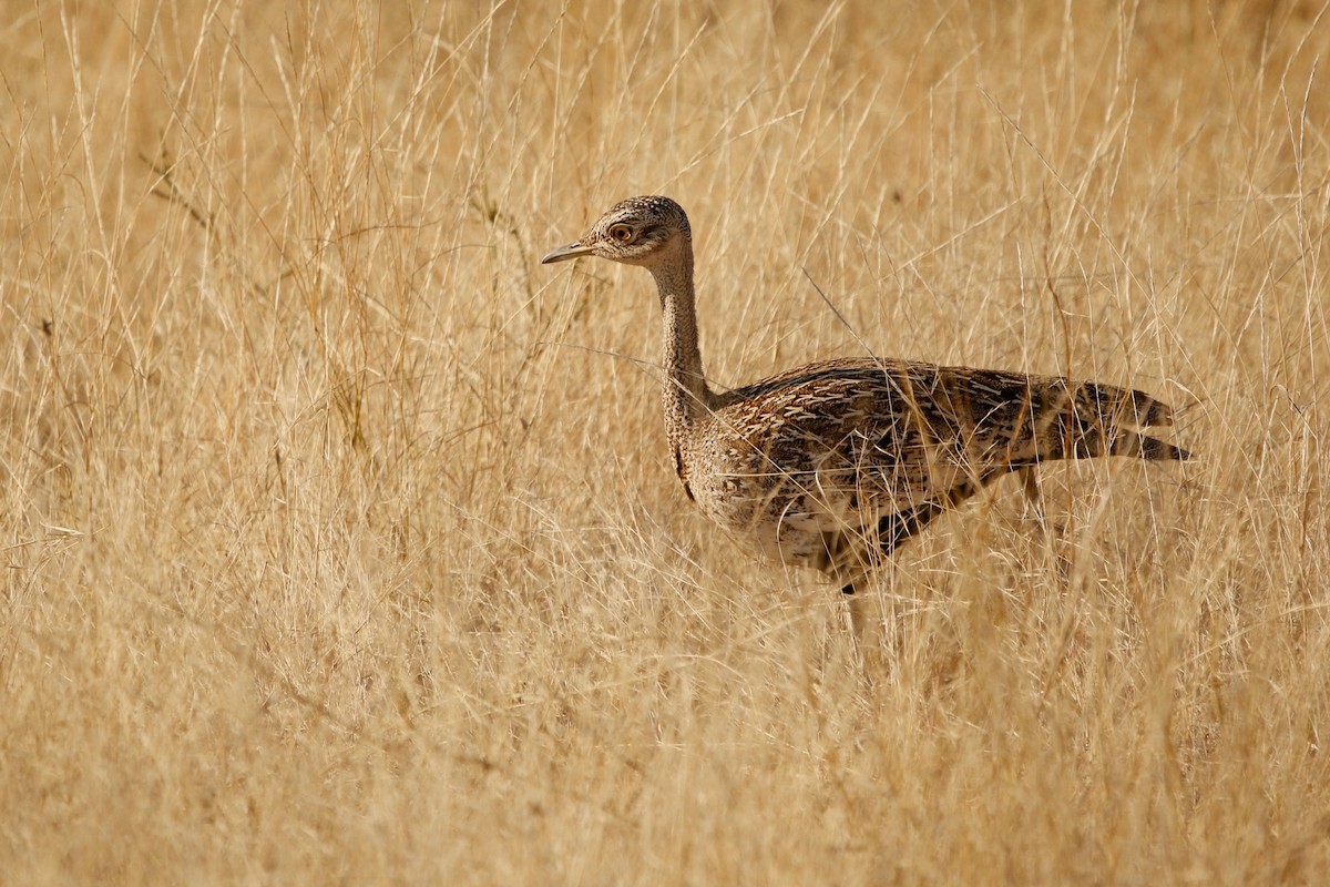 Red-crested Bustard - ML622353002