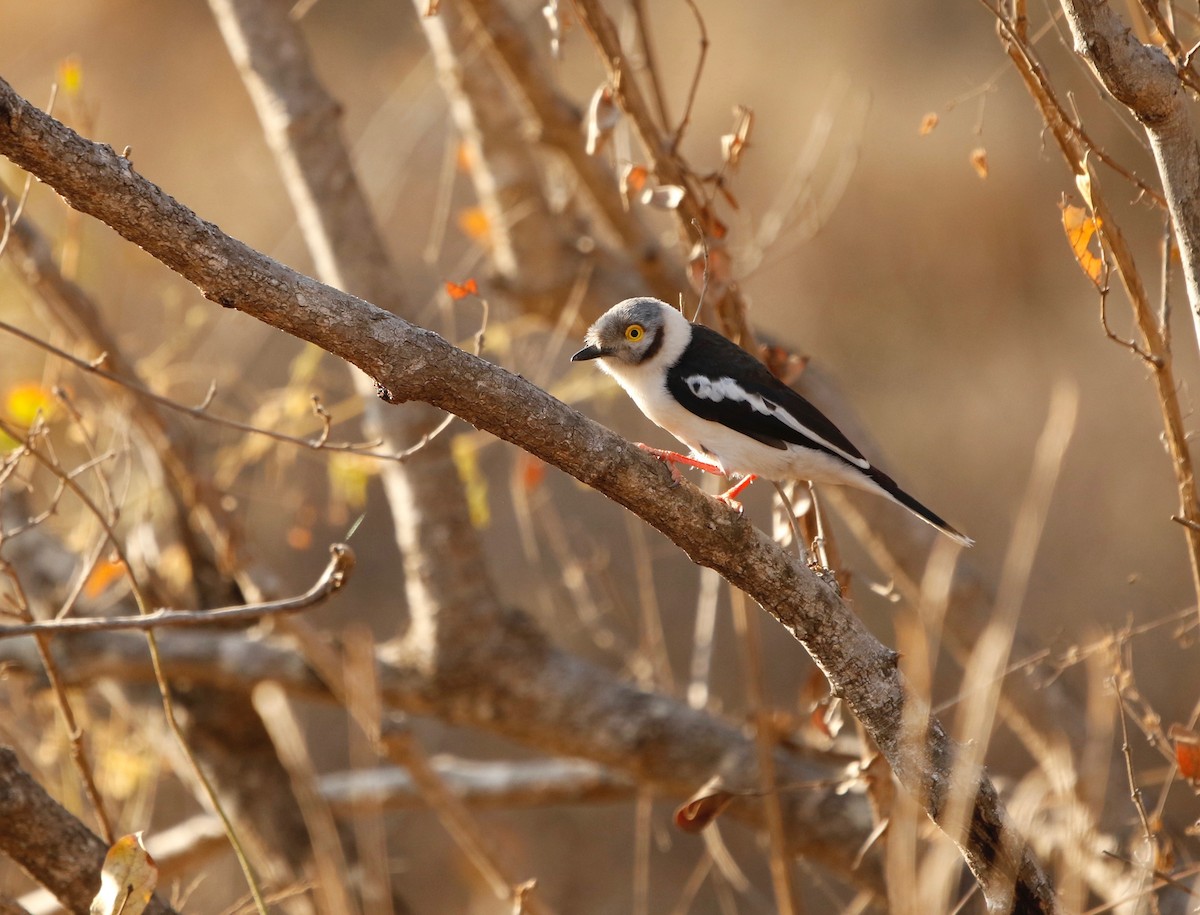 White Helmetshrike - ML622353006