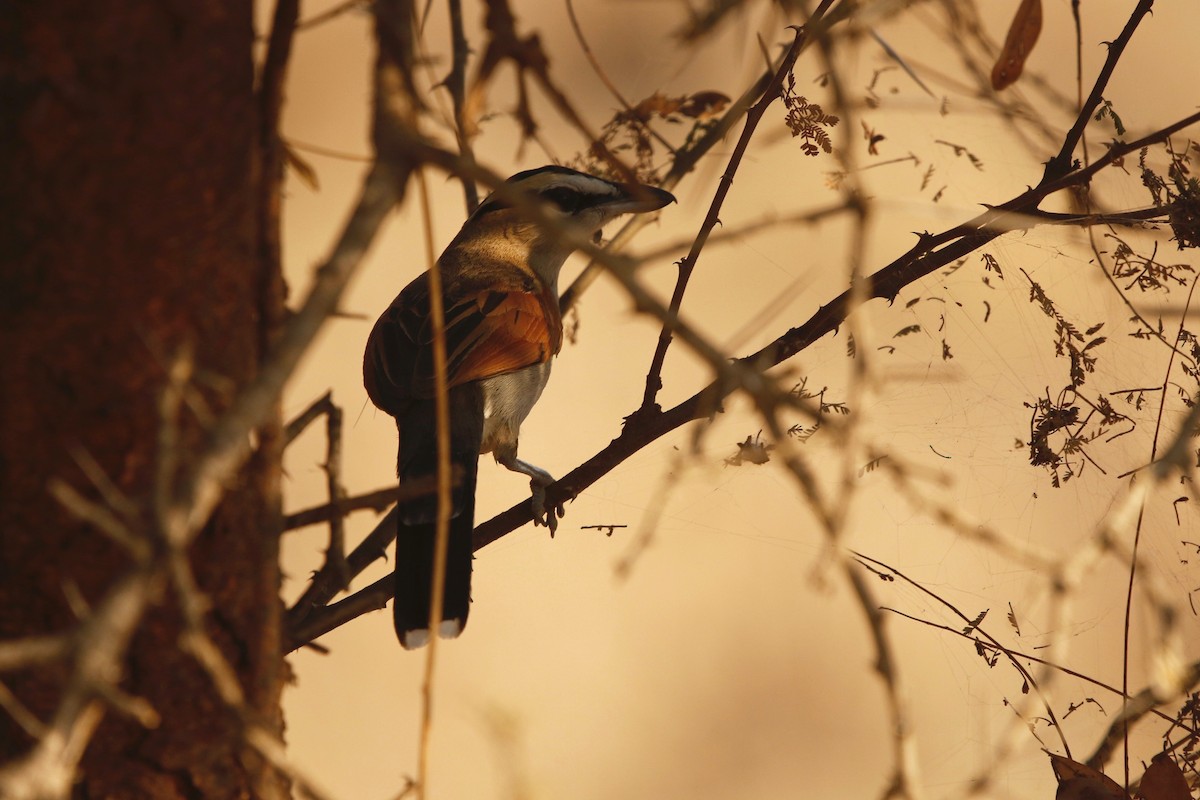 Black-crowned Tchagra - ML622353013